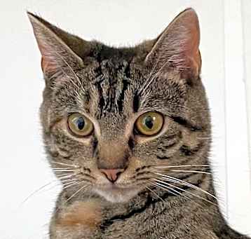 Photo of Chippy
