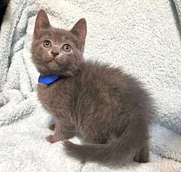 Photo of Paisley