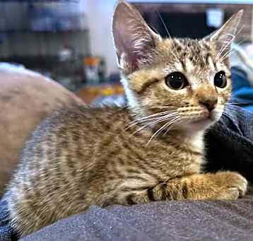 Photo of Wicket