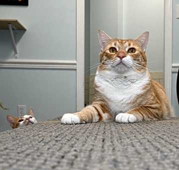 Photo of Buddy