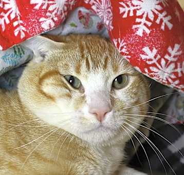 Photo of Scout