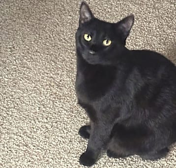 Photo of Sweetie