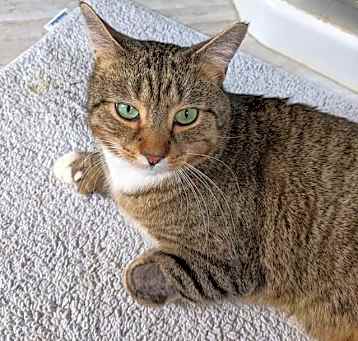 Photo of Cap'n Cookie