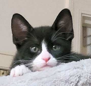Photo of Bandit