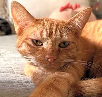Photo of Leo