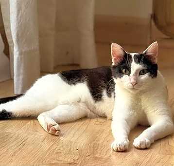 Photo of Willow