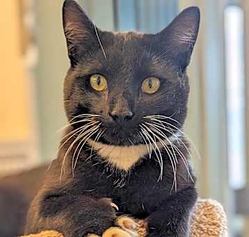 Photo of Thor
