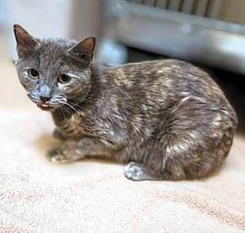 Photo of Skittles