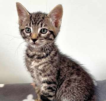 Photo of 656336 Asher