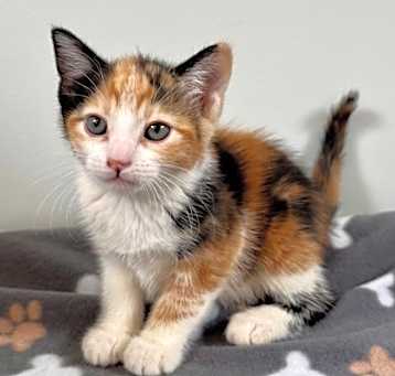 Photo of 656339 Buttercup