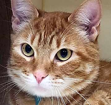 Photo of Sheldon