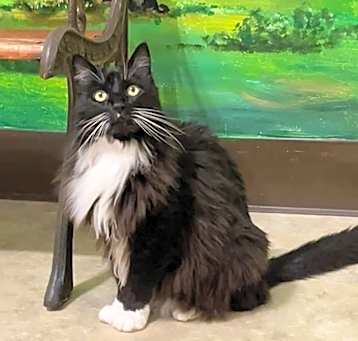 Photo of Sweet T