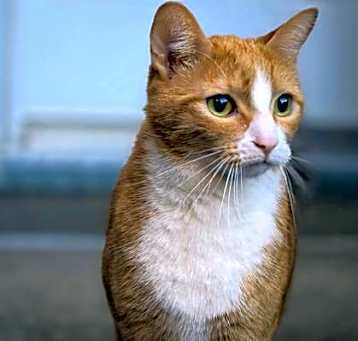 Photo of Simba