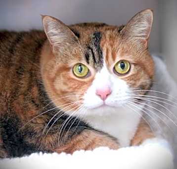 Photo of Misty