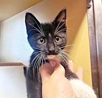 Photo of PANTERA