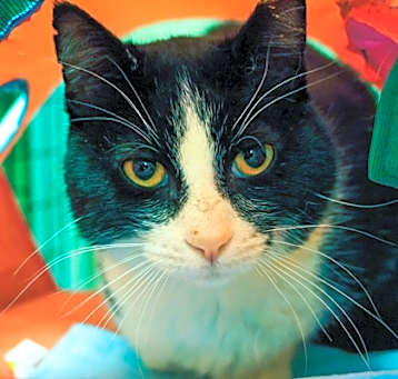 Photo of Mr. Whiskers