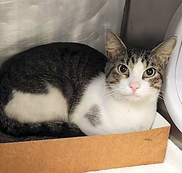 Photo of SPOT