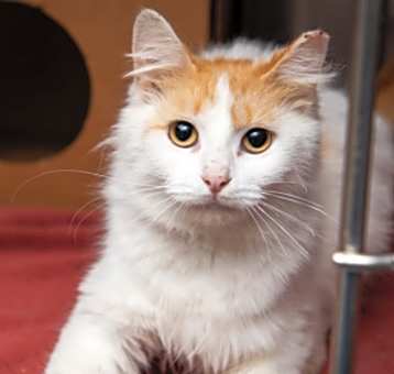 Photo of Orange Cream