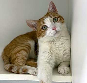 Photo of Mango (Taiki)