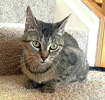 Photo of Velveteen