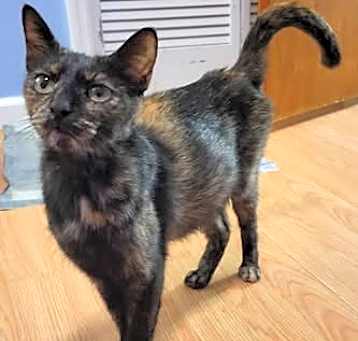 Photo of Penny