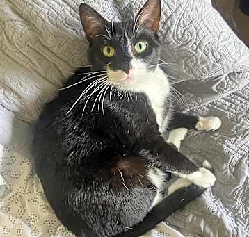 Photo of Milo