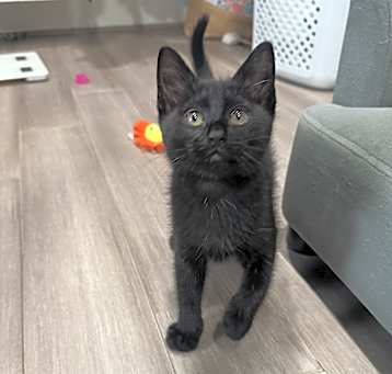 Photo of Nori