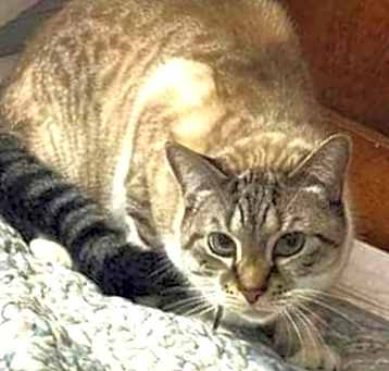 Photo of Whiskers