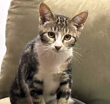 Photo of Clover