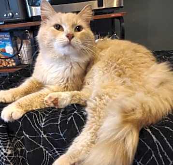 Photo of Apollo Artemis