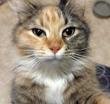 Photo of Catniss Epurrdeen