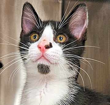 Photo of Minnow