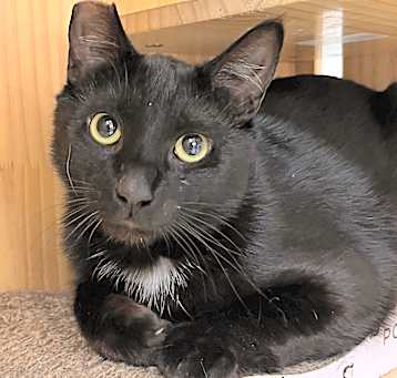 Photo of Onyx