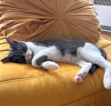 Photo of Cobalt