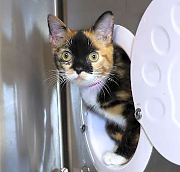 Photo of Bingo