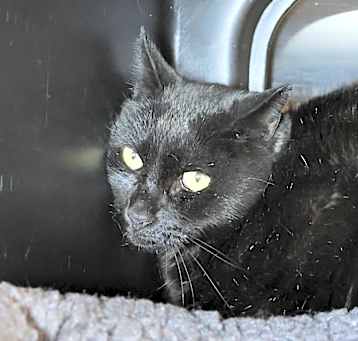 Photo of Onyx 