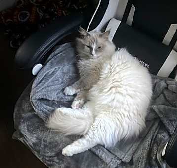 Photo of Ghost