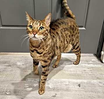 Photo of Nala