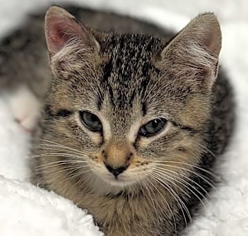 Photo of Junie