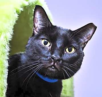 Photo of MEECHI