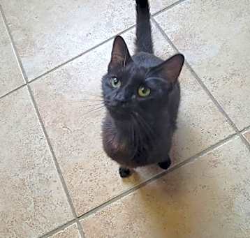 Photo of Pearl