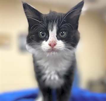 Photo of BLUEBERRY