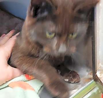 Photo of Peppercorn