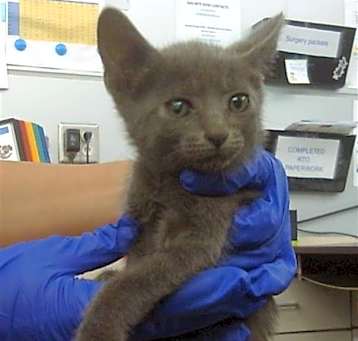 Photo of SIMBA