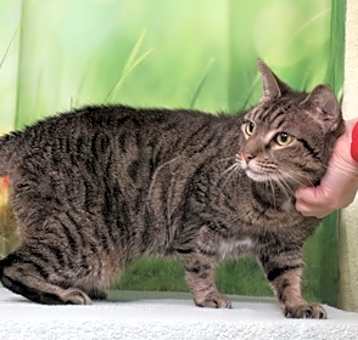 Photo of Jiji