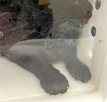 Photo of TNR-3