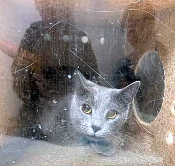 Photo of TNR-1