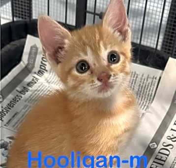 Photo of Hooligan 25