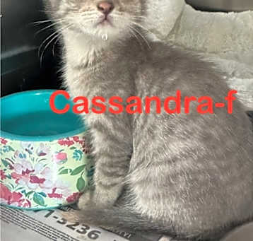 Photo of Cassandra 25