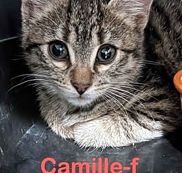 Photo of Camille 25